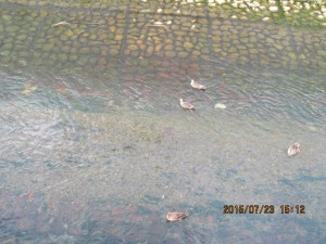 IMG_1631