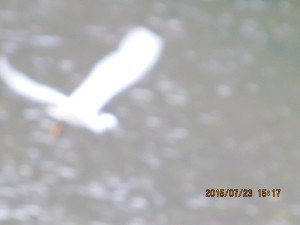 IMG_1648
