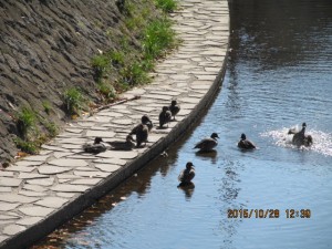 IMG_1709
