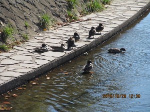 IMG_1710