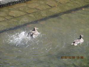 IMG_1712