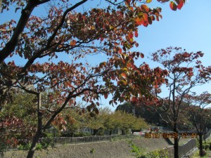 IMG_1717